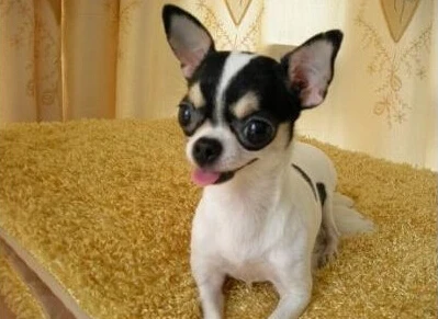 Grosir Menggemaskan Retro Cincin Anjing Chihuahua Ukuran Bebas