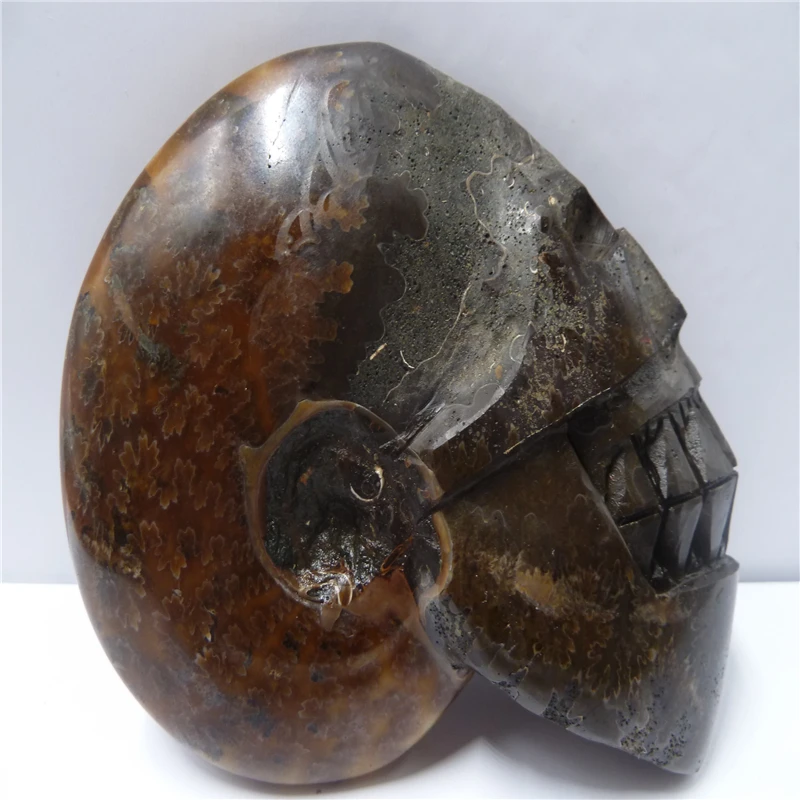 

NATURAL Conch fossil Crystal carved skull HEALING T481