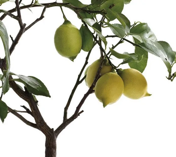 50 قطع بونساي الليمون شجرة بونساي عالية بقاء أسعار الفاكهة شجرة bonsais Plantas للمنازل Gatden الديكور شحن مجاني 50 قطع بونساي الليمون شجرة بونساي عالية بقاء أسعار الفاكهة شجرة bonsais Plantas للمنازل Gatden الديكور شحن مجاني