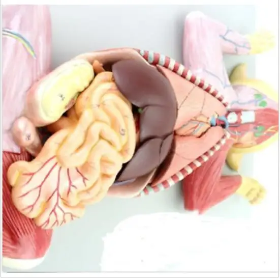 Анатомическая модель органов сердечный мышечный нерв ветеринарное Исследование Модель обучения животным школьные принадлежности медицинские инструменты