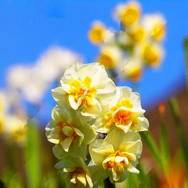 MultiVarieties Daffodil Seeds, 100pcs/pack