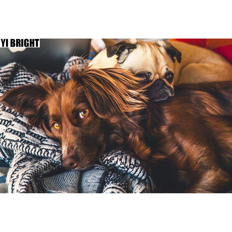 

DIY Diamond Embroidery,5D Diamond Painting "Beautiful Dog With Friend" Diamond Mosaic Home Decor Full Rhinestone Cross Stitch GT