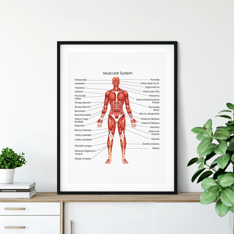 

Human Muscular System Diagram Print Biology Medical Education Chart Poster Doctor Office Wall Art Decor Medicine Canvas Painting