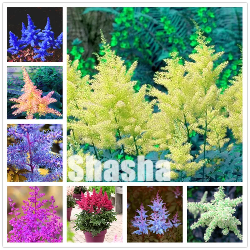 

100 Pcs Astilbe Chinensis Pumila Bonsai Flowers Perennial Grass Plants,Mixed Tropical Flower Bonsai DIY Home Garden Land Miracle