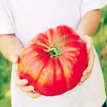 100 шт. Гигантский Большой томат бонсай очень большой очень вкусно органического помидора Еда овощи Бонсай карликовое дерево, которое легко выращивать комнатных растений