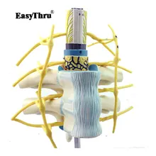 Genuine thoracic spine Medullary spinal nerve sympathetic trunk model Human spine model anatomy system medical teaching цена Genuine thoracic spine Medullary spinal nerve sympathetic trunk model Human spine model anatomy system medical teaching цены онлайн