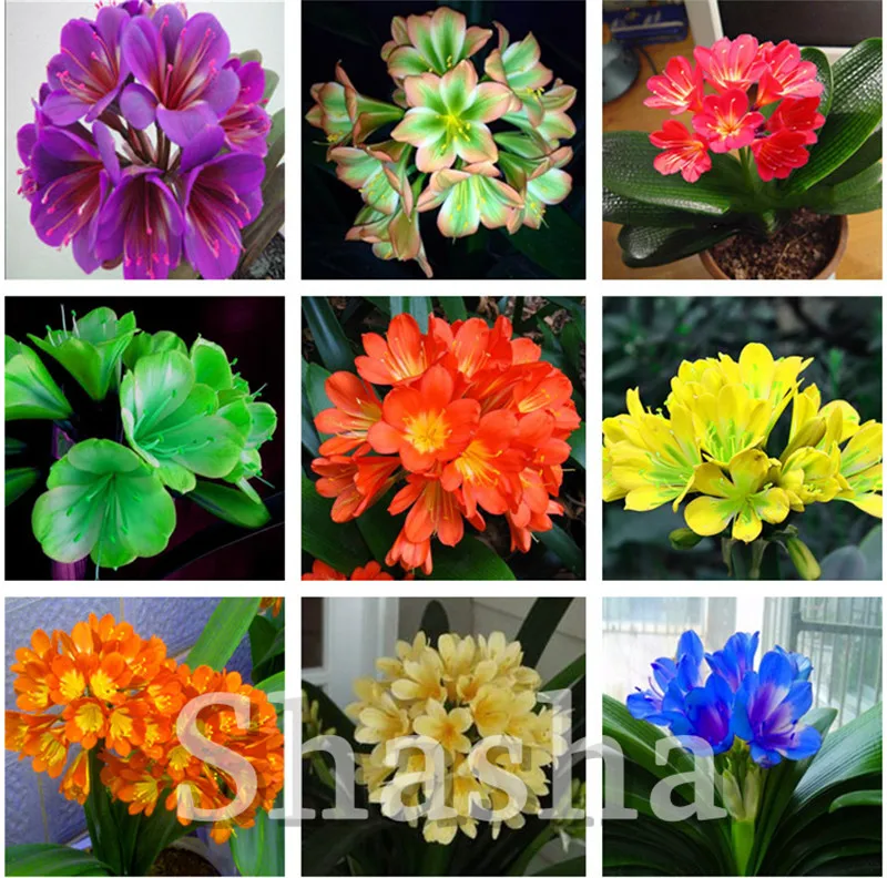 

Hot Sale 100 Pcs Clivia Miniata Bonsai Colorful Gorgeous Rare Bush Lily Flower Bonsai Plant Diy Home Garden With High Ornamental