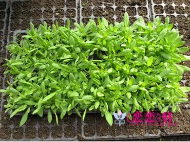 Free shipping,105 holes,3pcs/lot.wholesale,Multifunctional seedling tray/nutrition bowl nursery bags plate/ thickening/garden 12