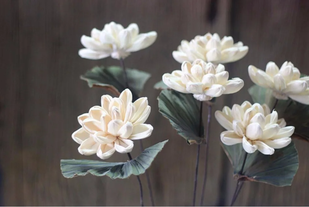 Online Get White Dried Flowers Aliexpress Alibaba Group 5pcs White Water Lily Dried Flower For Wedding Party Home Hotel Decoration Diy Bouquet Project Accessory