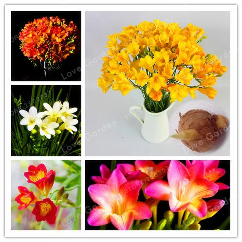 

2 Bulbs True Freesia Bulbs Indoor Potted Flowers Orchids,Floral Quiet Home Garden Plant Flower Bulbs (It Is Not Bonsai)