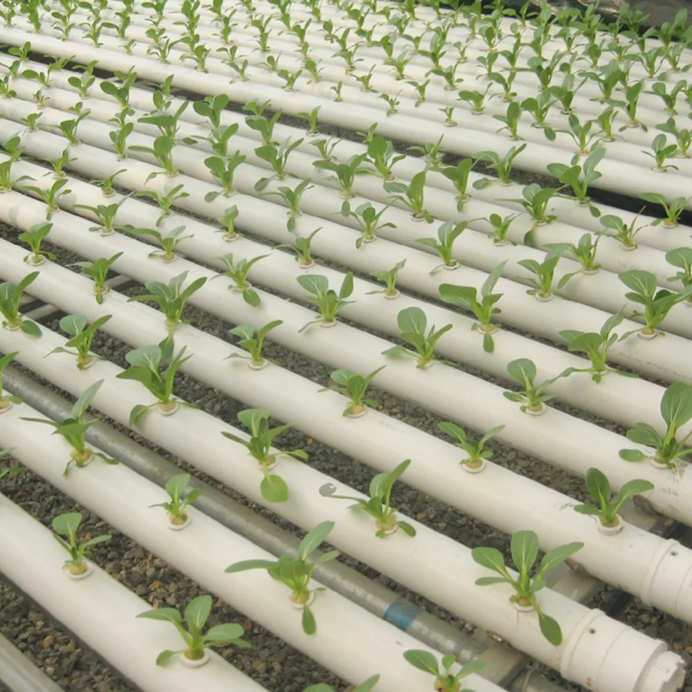 3684246810_1260235731