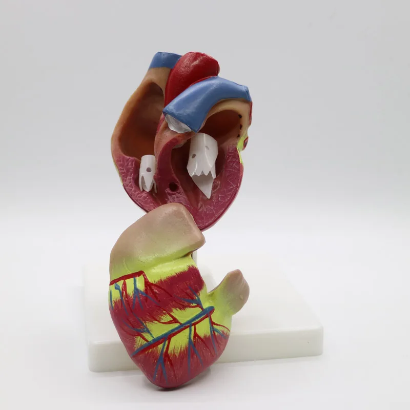 2pcs 1+3 times big PVC Cardiac anatomy heart model Medical teaching tool instructional tool Clinic Figurines