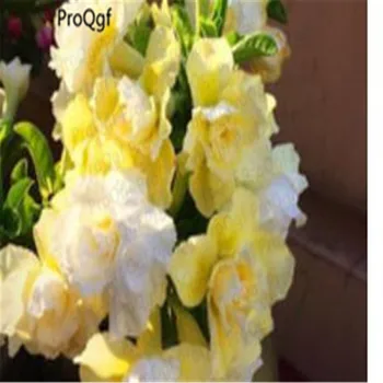 

Prodgf 3Pcs A Set unique yellow Adenium Desert Rose