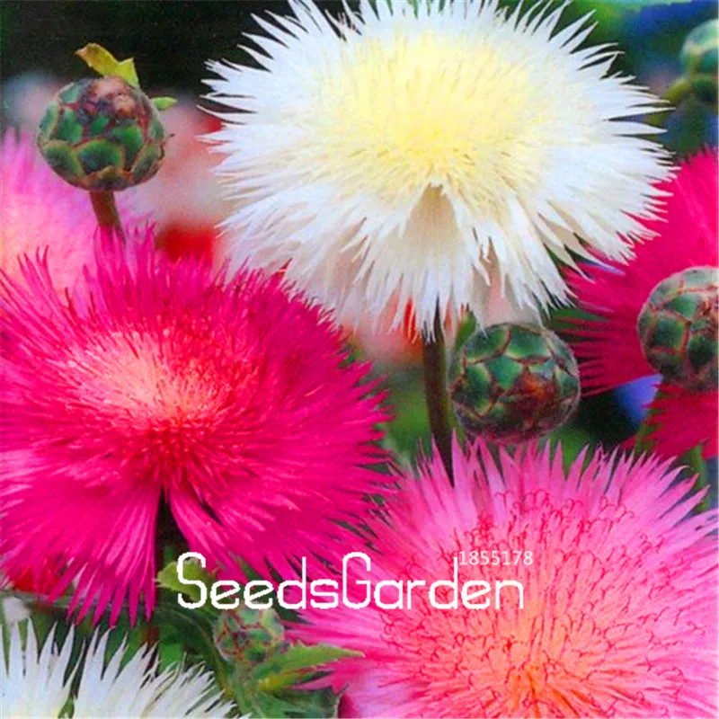 

100 Pcs A Lot Genuine!Sweet Sultan Imperialis Bonsai Plants Home Gardening Flower Pots Balcony flower flores