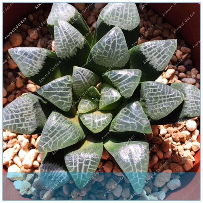 

100pcs Haworthia maughanii interesting lovely rare diy home garden plants easy to grow