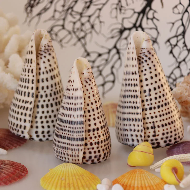 

Free Shipping(2pcs/lot)Lvory Cone Natural Shell & Conch Home Decoration Aquarium Landscaping Shell Ornaments