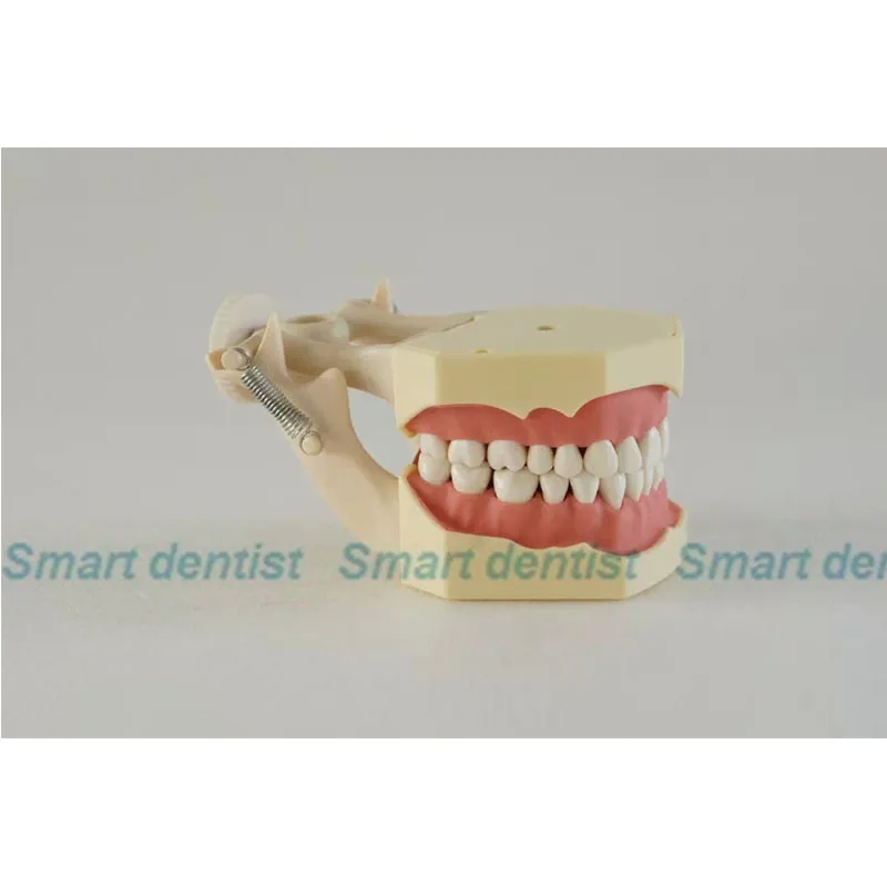 2016 NISSIN 200 Compatible Dental Soft Gum Teeth Model Typodont w/ 32 Removable Teeth 2016 NISSIN 200 Compatible Dental Soft Gum Teeth Model Typodont w/ 32 Removable Teeth