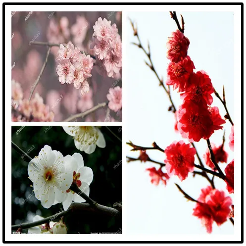 

Plum Flower Bonsai for Home Garden Bloom in Winter Beautiful Sprouting 95% 6 orders