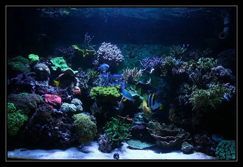 Светодиодный аквариумный светильник с регулируемой яркостью 120 Вт|fish tank led|led aquarium