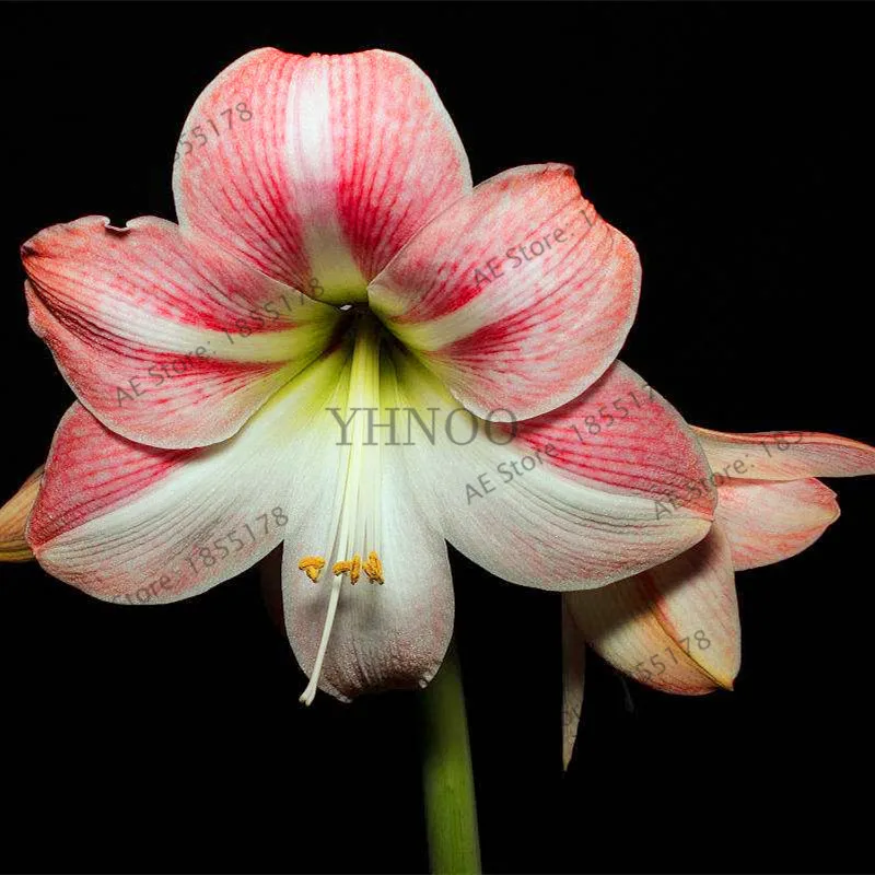 100 шт./пакет Amaryllis Barbados Lily сад в горшке хиппеаструм рутилум бонсай из цветов .