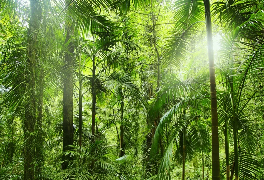 Laeacco тропический дождь лес джунгли зеленый кустарник Пальма природные живописные фотографии фонов фото фон для фотостудии
