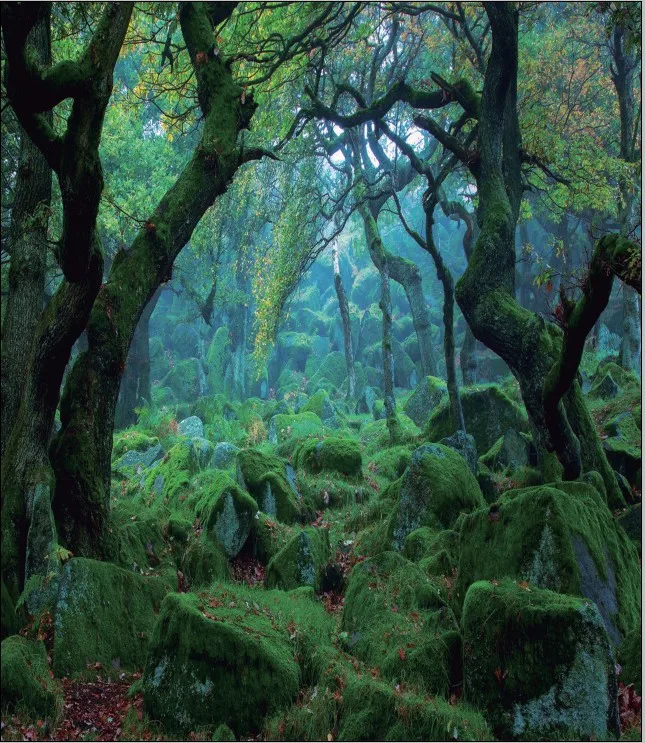 

Children's Forest Photography Backdrops Green Tree Photo Studio Background