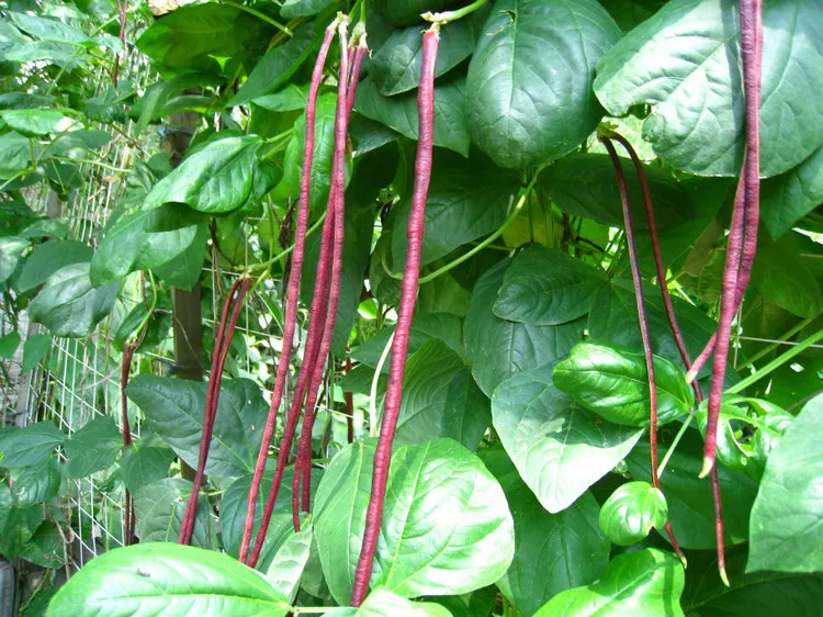 

2016 Spring and Autumn Promotion Red cowpea , long grain cowpea vegetable 20 particles Novel