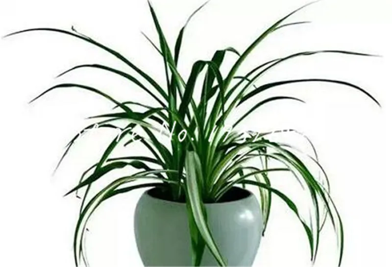 цветы в горшках зеленые листья