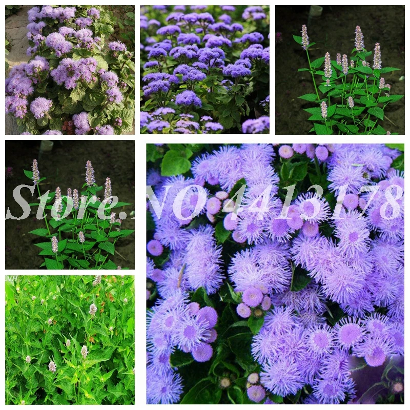 

100 pcs/ bag Imported Agastache rugosa Musk Plant Outdoor & Indoor Bonsai Potted Perennial Hreb Plant for Home Garden Decor