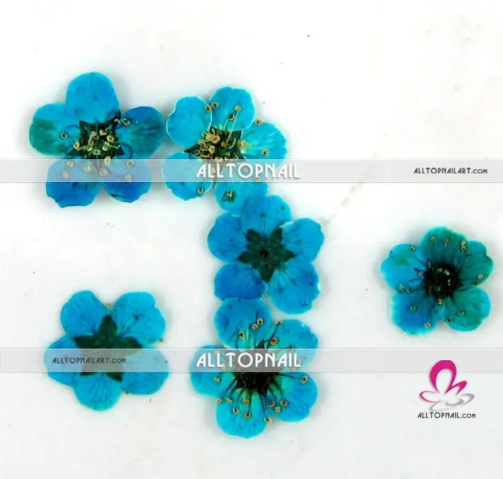 Natural Dried Spiraea Flower Nail Art Decor Design DIY Tip Manicure 20pcs//lot