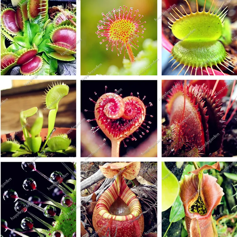 

Multifarious Nepenthes Carnivorous Plant Bonsai Dionaea Muscipula Giant Clip Venus Flytrap Plant for Home Garden-200pcs/bag