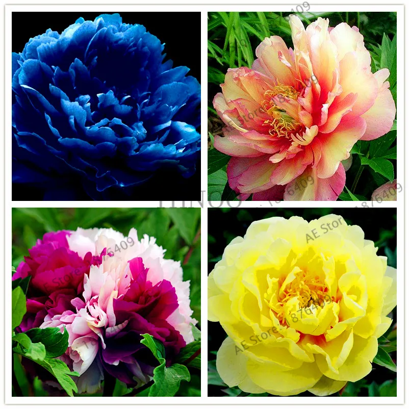 

Free sgipping!10pcs/pack Rare perennial Peony Flower Tree flores,multiple color and species bonsai plant for home&garden