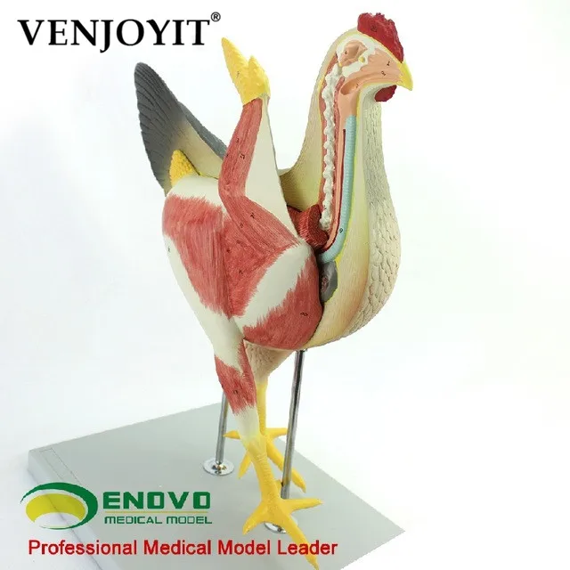 Анатомия курицы модель животноводства орган висцеральные мышцы нерв птицы ветеринарное обучение Анатомия животных