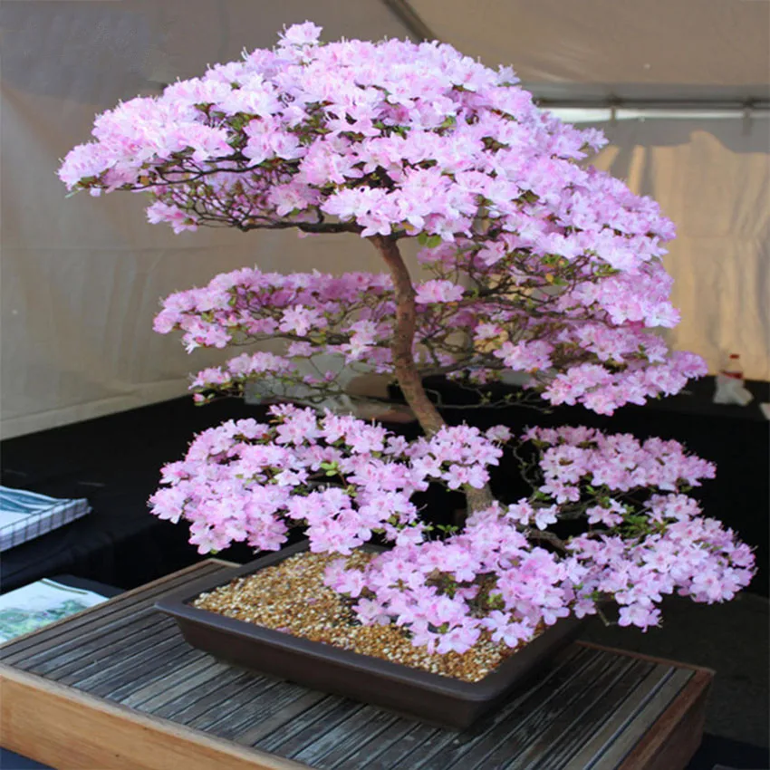 Bonsai Semi 20 pz Semi Sakura Bonsai Fiore di Ciliegio in fiore Rosa Pianta in Vaso Giardino di