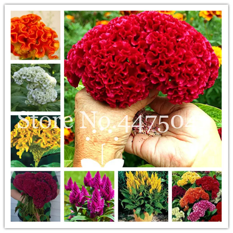 

300 Pcs Flamingo Dark Red Cockscomb Flower(Celosia Spicata)Bonsai, Celosia Cristata Potted Plants For Diy Home Garden Ornamental