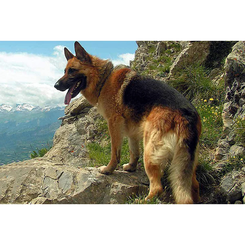 Diamond-Painting-Animal-Dog-Shepherd-Sunlight-DIY-3D-Diamond-Embroidery-Seaside-Landscape-Mountain-Coloring-By-Numbers