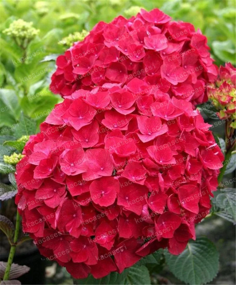 20pcs/pack Hydrangea Paniculata vanilla Fraise Strawberry Hydrangea bonsai Bonsai Flower bonsai Potted Plant For Home Garden Pla 20pcs/pack Hydrangea Paniculata vanilla Fraise Strawberry Hydrangea bonsai Bonsai Flower bonsai Potted Plant For Home Garden Pla