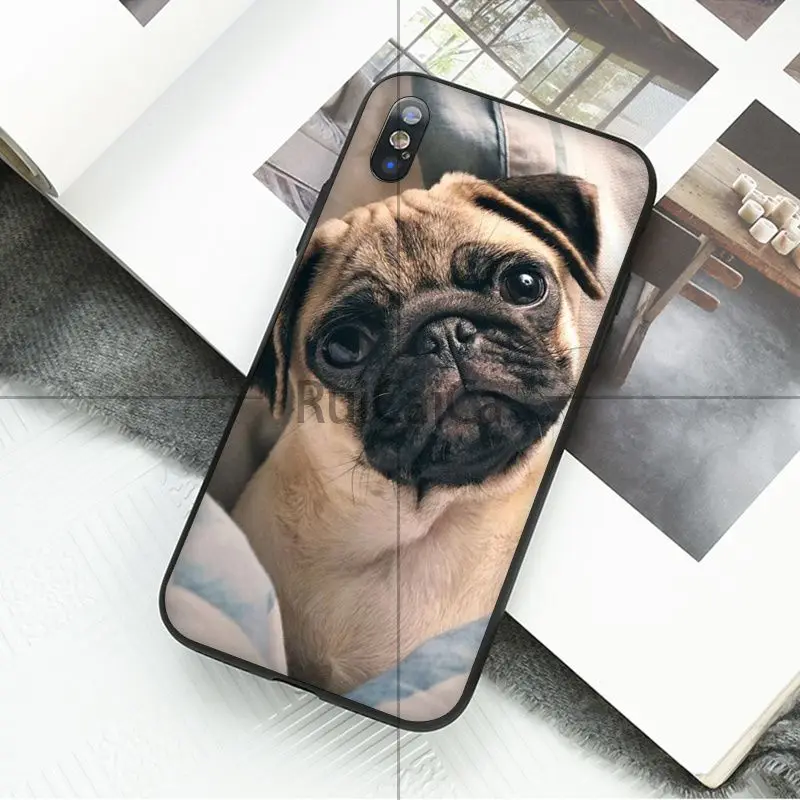 Animal cute pug