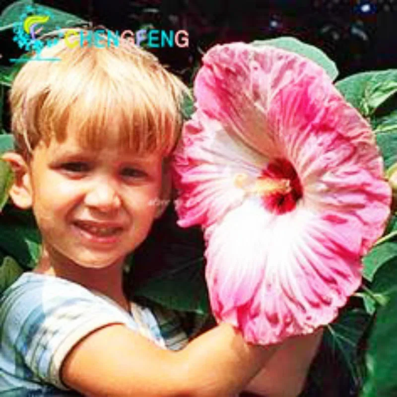

100pcs Giant Hibiscus Flower Plants Hardy Mix Color Diy Home Garden Potted and Yard Flower Plant Free Shipping Plantes Rose Gift