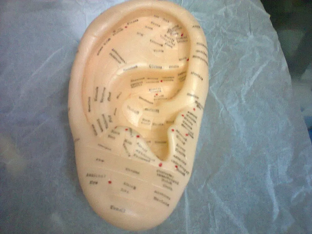 Auricular Vaccaria Ear model Ear acupuncture model 17CM, PVC