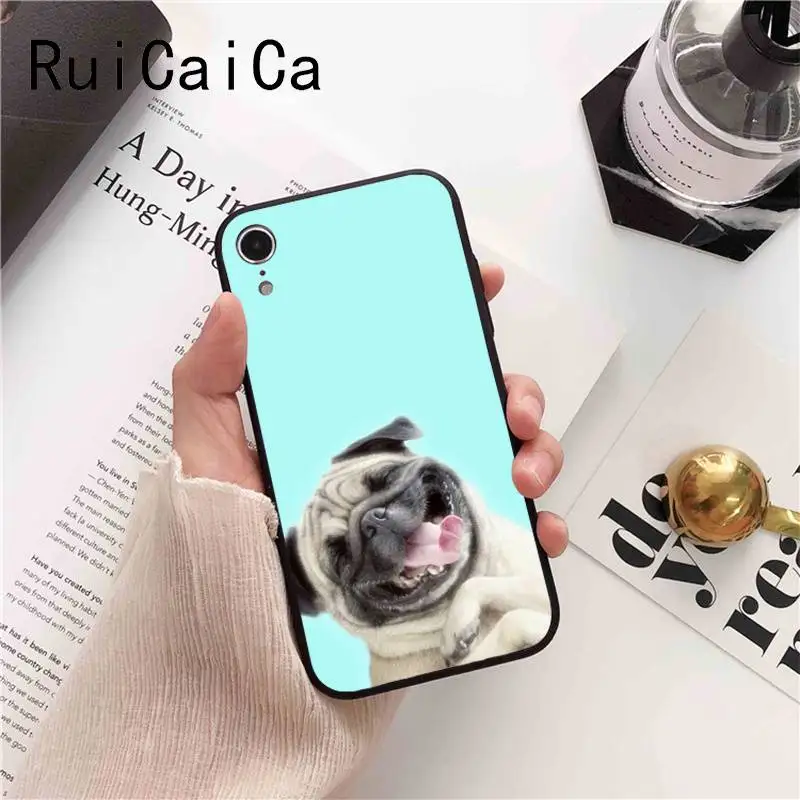 Animal Cute Pug Dog