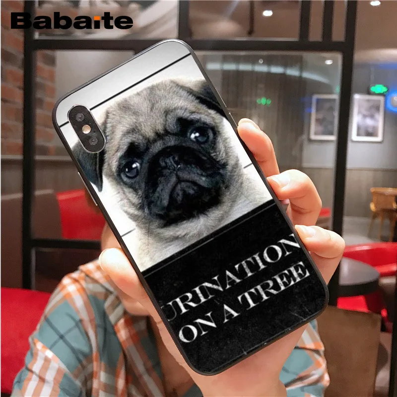 Cute lovely pug dogs animals