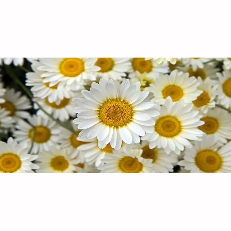 CAN938265490919426523 15x30