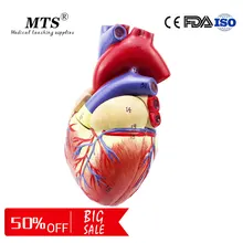 1:1 Human Heart anatomy Model high quality Medical Organ Anatomical Teaching Model 1 1 pvc high quality cardiac anatomy model medical teaching tool art tool instructional tool clinic figurines