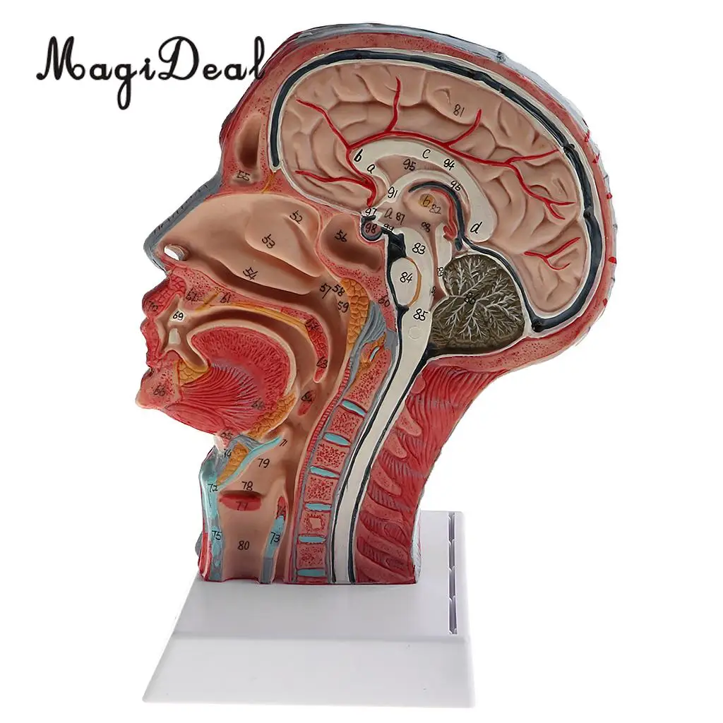 1:1 Human Head Skeleton W/Neck Vessel Nerve Skeleton Demonstration Model Laboratory Ornament School Medical Teaching Tool