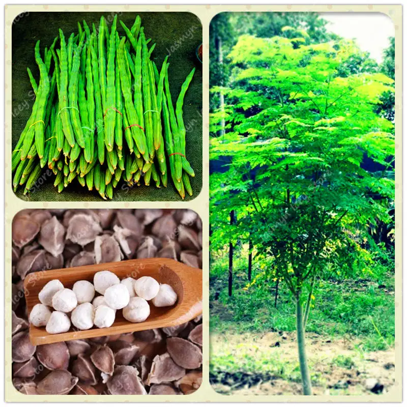 

10 Pcs/Bag Fresh Edible Moringa Tree Semillas Detox Down High Magical Boost The Immune Anti-aging Herbal Plant Semillas