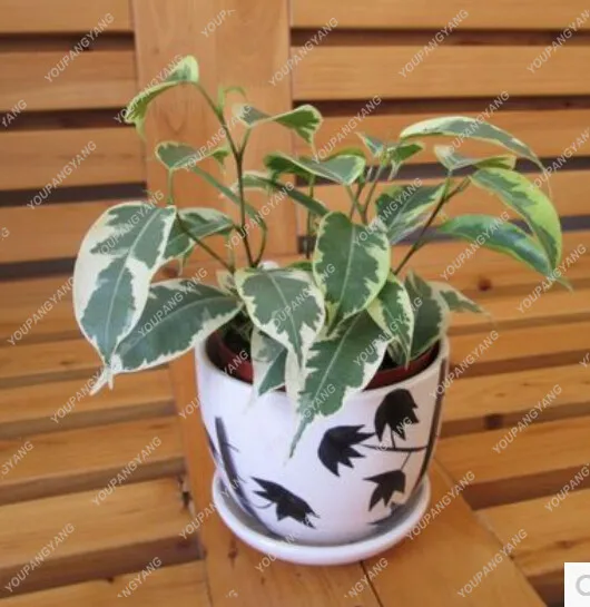

20 Pcs/bag Chinese Ficus Benjamina Bonsai Tree bonsai Flowers Potted bonsai Variety Complete the Budding Rate 95% (Mixed colors)