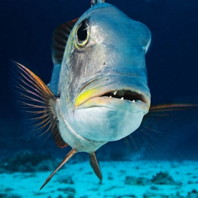 USA  Mu (Bigeye Emperor) (Monotaxis Grandoculis) Close-up; Hawaii Islands Poster Print (36 x 24)