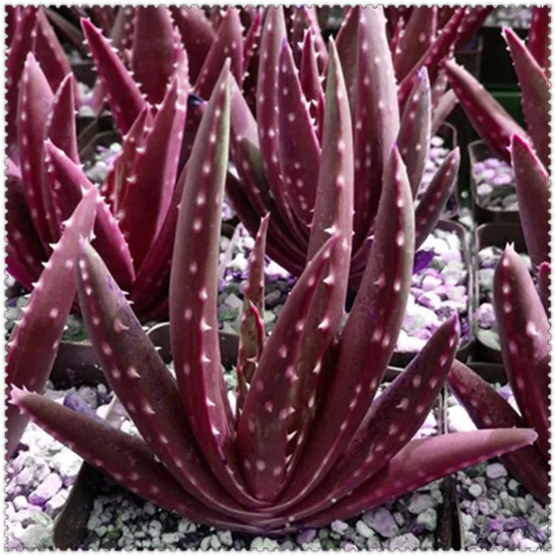 100pcs Aloe bonsai Mix Excellent Houseplants Succulent Aloe Vera bonsai Use Beauty Edible Cosmetic Bonsai Plants Planting 100pcs Aloe bonsai Mix Excellent Houseplants Succulent Aloe Vera bonsai Use Beauty Edible Cosmetic Bonsai Plants Planting