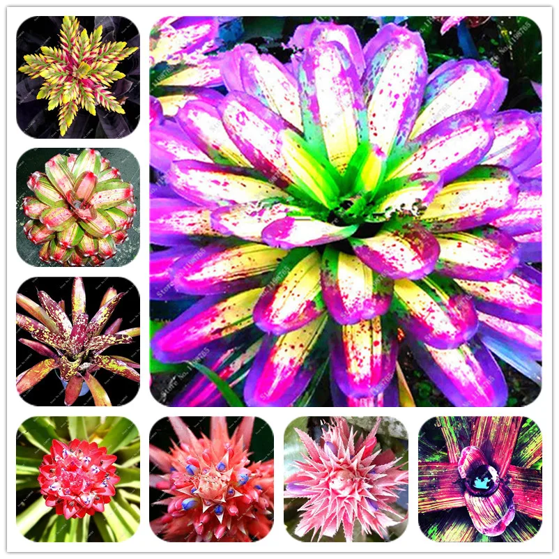 

Best-Selling 100pcs Cactus Bromeliad Succulent Rare Colorful Flower Bonsai Courtyard Mini Plant Succulent Bonsai DIY Home Garden